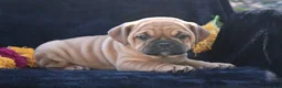 Mixed Breed dogs for sale: Ann - Ad 9