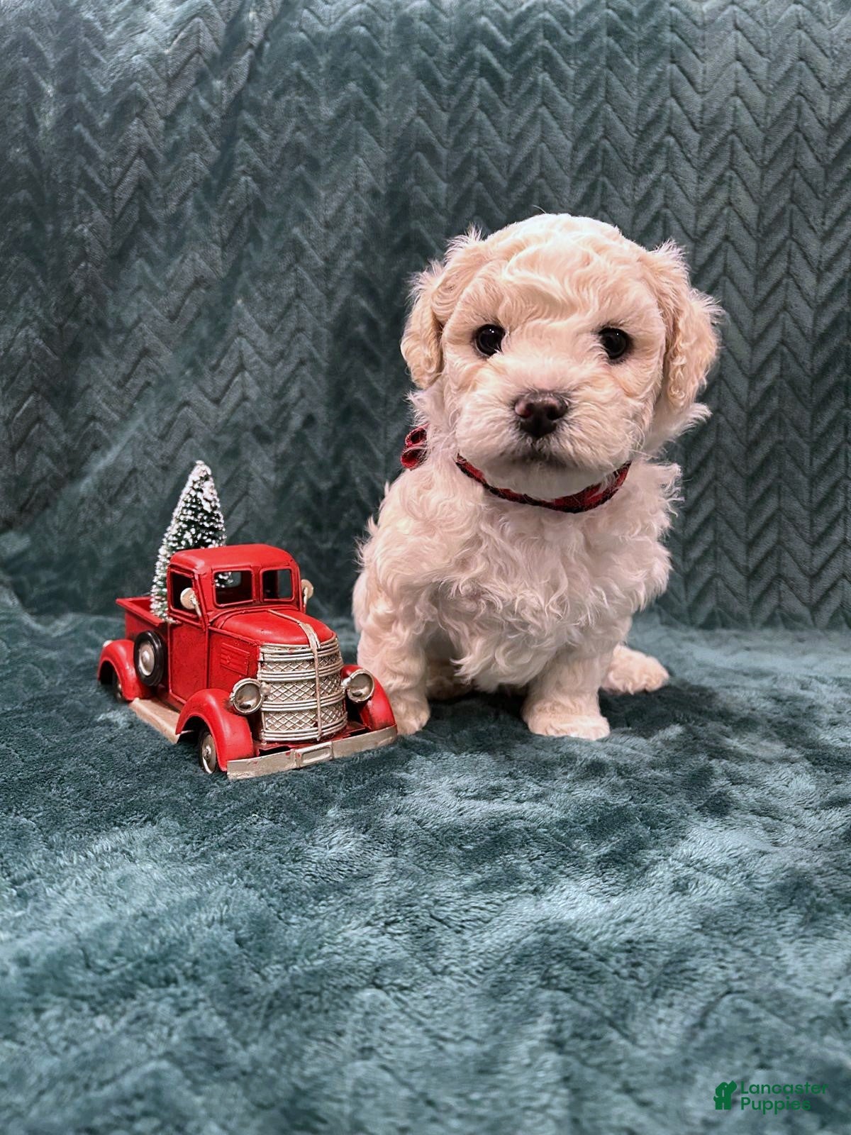 Mixed Breed dogs Frank - Ad 33