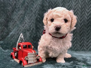 Mixed Breed dogs Frank - Ad 33