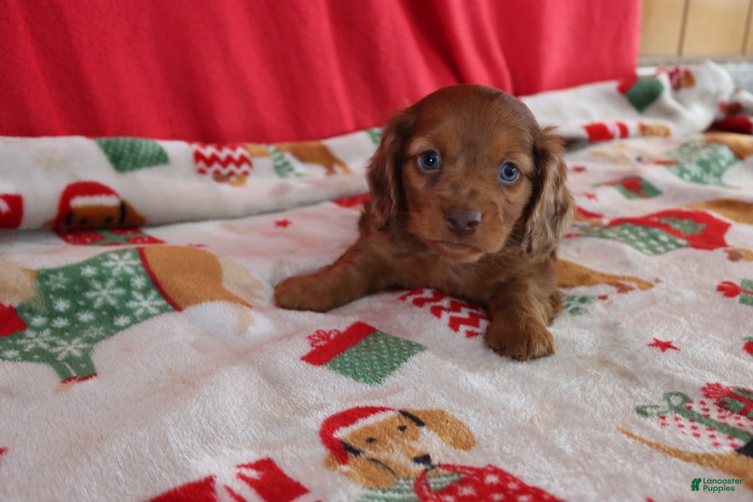 Miniature Dachshund dogs for sale: Andy - Ad 5