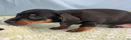 Miniature Dachshund dogs for sale: Black Dahlia - Ad 10