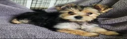 Morkie dogs for sale: Morkie Puppy 1 - Ad 2