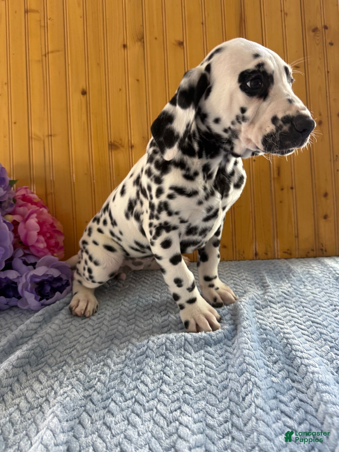 Dalmatian dogs for sale: Taylor - Ad 6