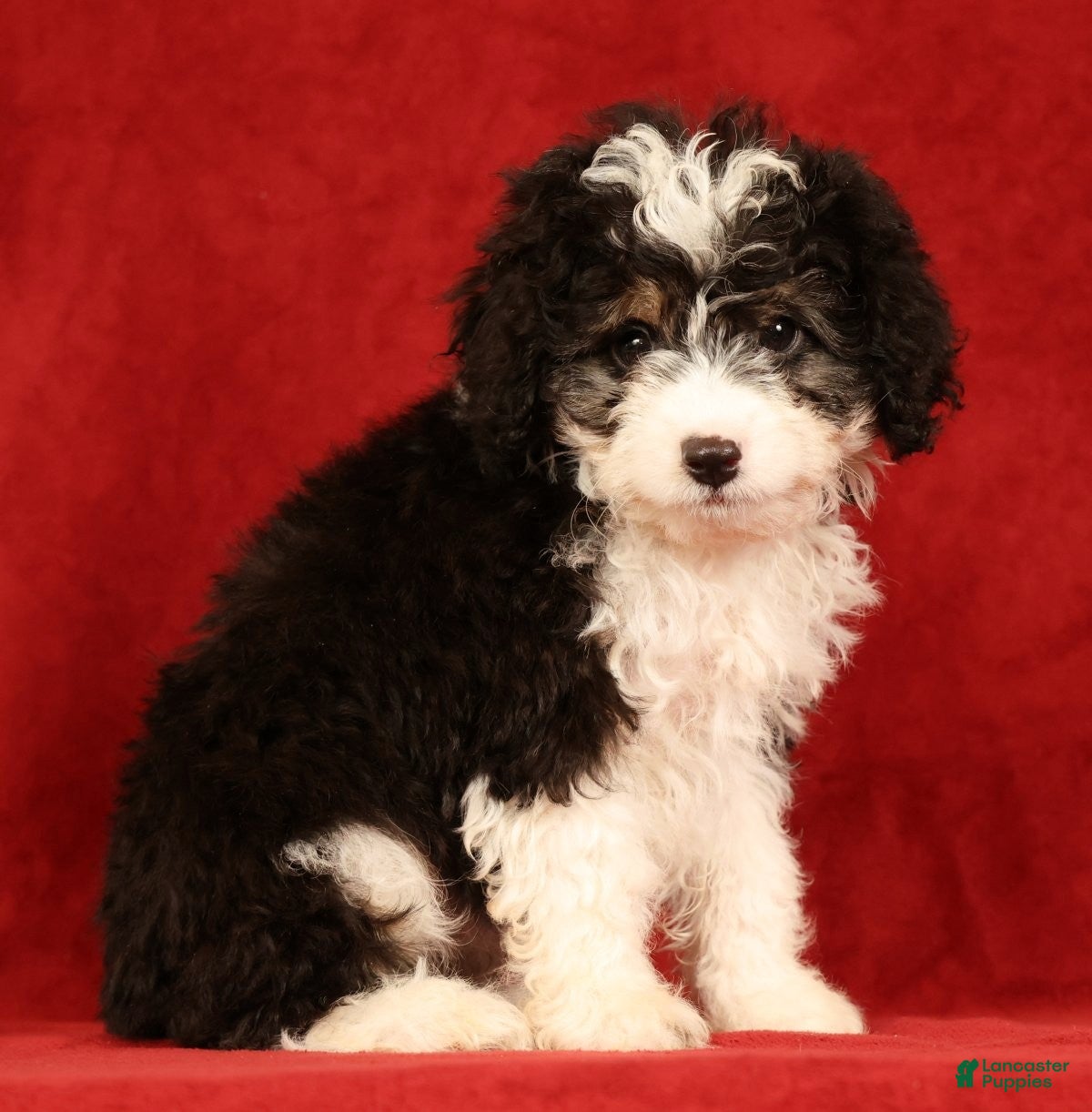 Mini Aussiedoodle dogs CoCo - Ad 1