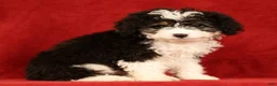 Mini Aussiedoodle dogs for sale: CoCo - Ad 1