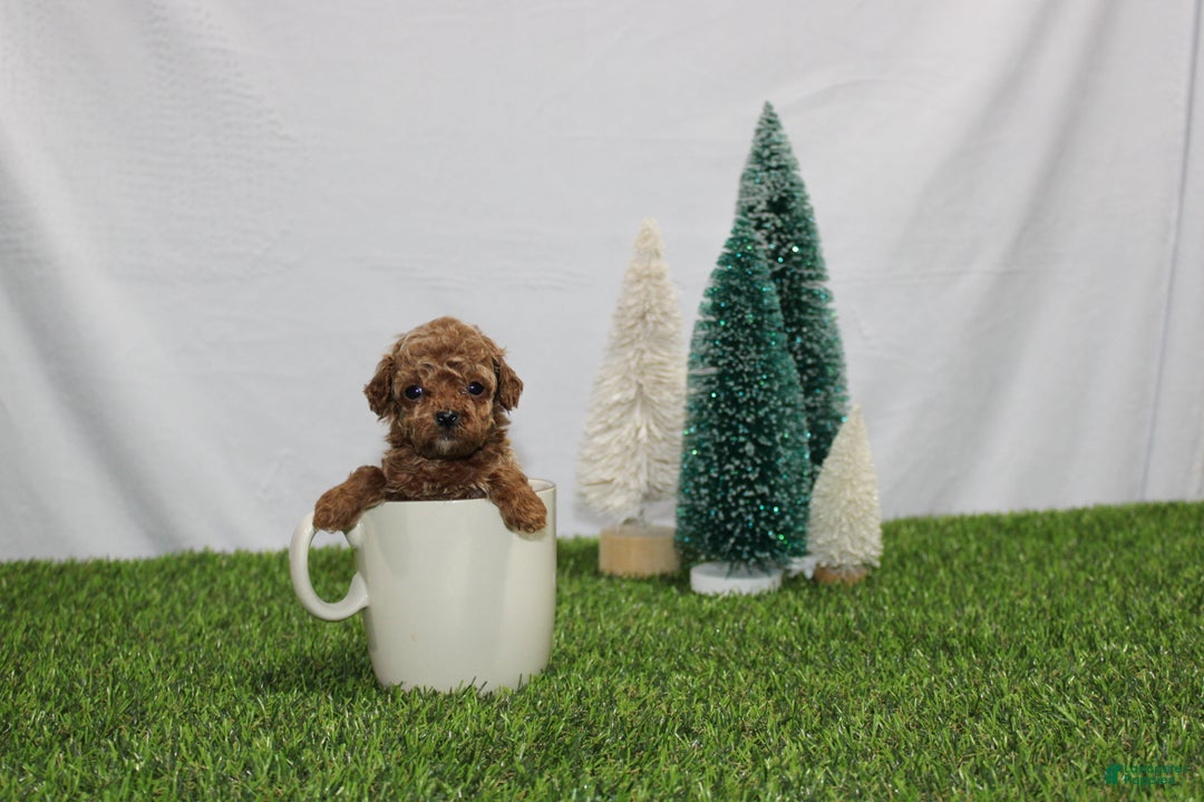 Toy Poodle dogs for sale: Ali - Ad 1