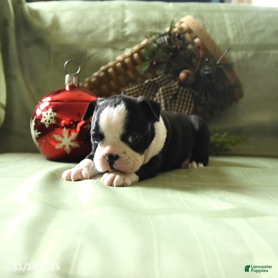 Boston Terrier dogs for sale: Oscar - Ad 2