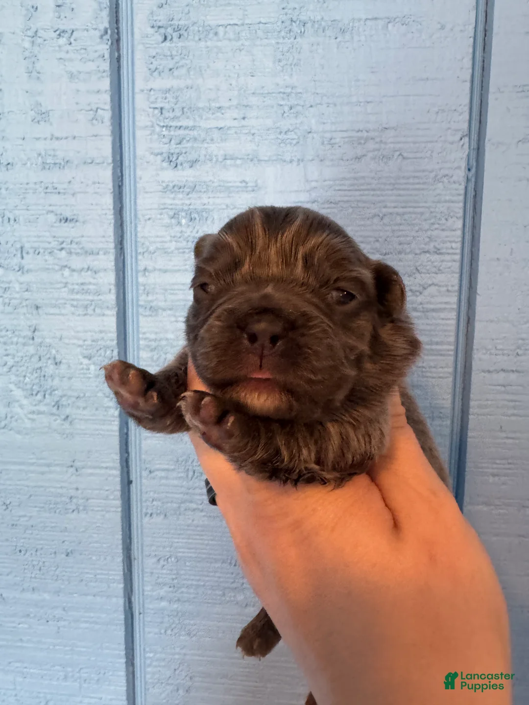 French Bulldog dogs for sale: Full Fluffy Lilac  - Ad 2
