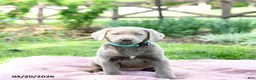 Labrador Retriever dogs for sale: Eliza - Ad 3