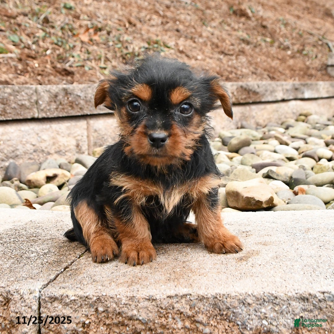 Yorkshire Terrier dogs for sale: Kim  - Ad 1