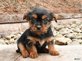 Yorkshire Terrier dogs Kim - Ad 28