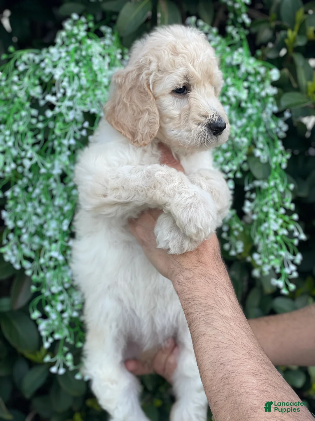 Goldendoodle dogs for sale: Brandy - Ad 4