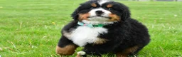 Bernese Mountain Dog dogs for sale: Rusty - Ad 5