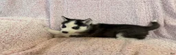 Siberian Husky dogs for sale: Princess Nimue - Ad 17
