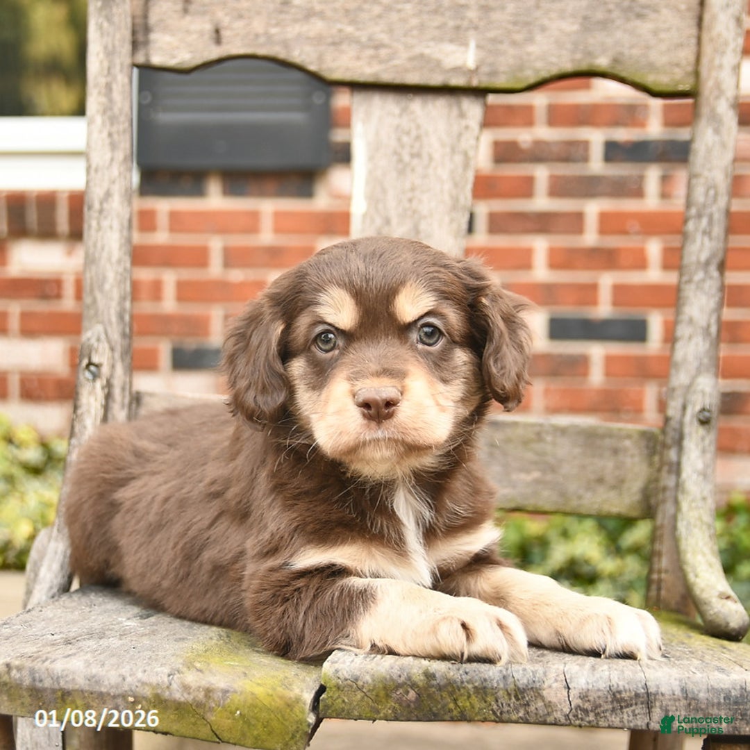 Mixed Breed dogs for sale: Hiccup  - Ad 3