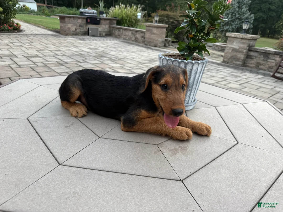 Airedale Terrier dogs for sale: AKC Zander Special Needs  - Ad 2