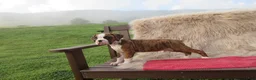 Boxer dogs for sale: Kade - Ad 5