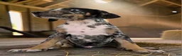 Catahoula Leopard Dog dogs for sale: Gypsie 2026 Male 3 - Ad 12