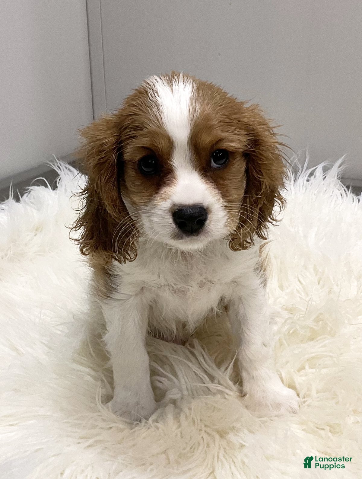 Cavalier King Charles Spaniel dogs Larry - Ad 41