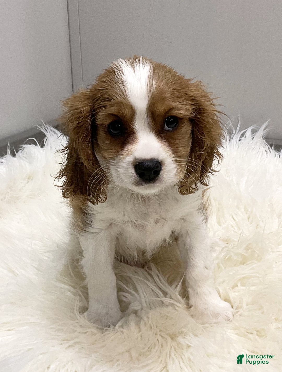Cavalier King Charles Spaniel dogs for sale: Larry - Ad 1