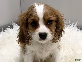 Cavalier King Charles Spaniel dogs Larry - Ad 30