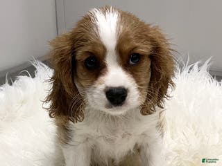 Cavalier King Charles Spaniel dogs Larry - Ad 38