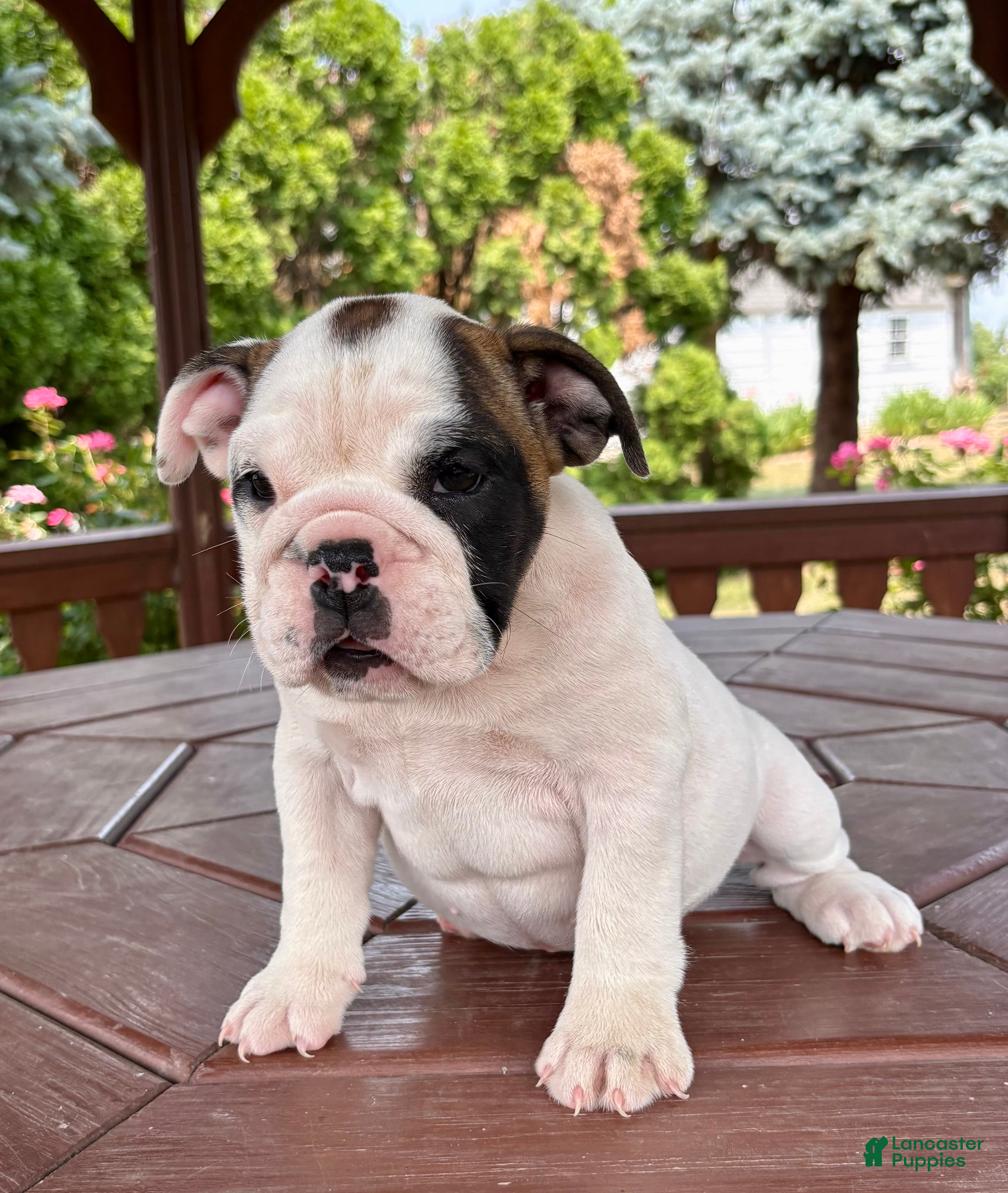English Bulldog dogs Scarlet - Ad 1