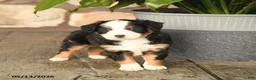 Mini Bernedoodle dogs for sale: Freddie - Ad 2