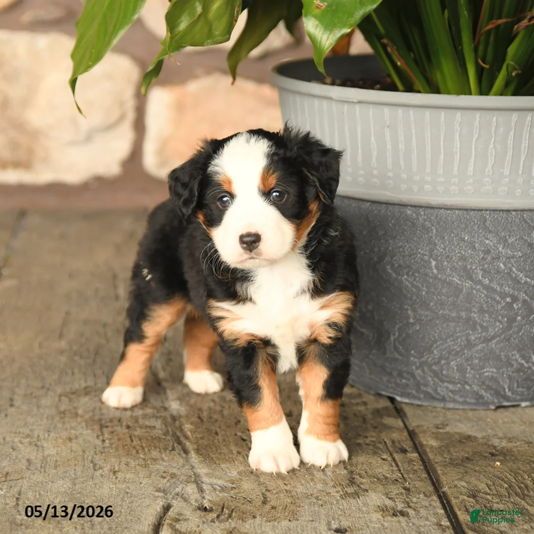 Mini Bernedoodle dogs for sale: Freddie - Ad 2