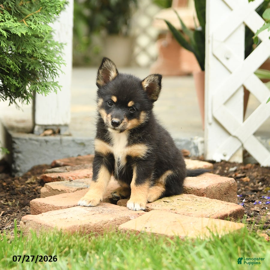 Mixed Breed dogs Thunder - Ad 2