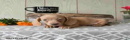 Miniature Dachshund dogs for sale: Rex - Ad 14