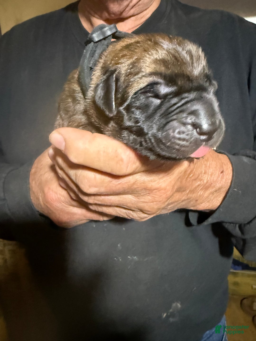 Elroy for sale in Troy Lancaster Puppies
