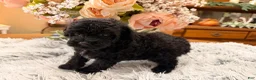 Miniature Poodle dogs for sale: Miniature Poodle 2 - Ad 6