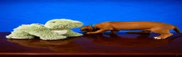 Rhodesian Ridgeback dogs for sale: Rhodesian Ridgeback Puppy 5 - Ad 3