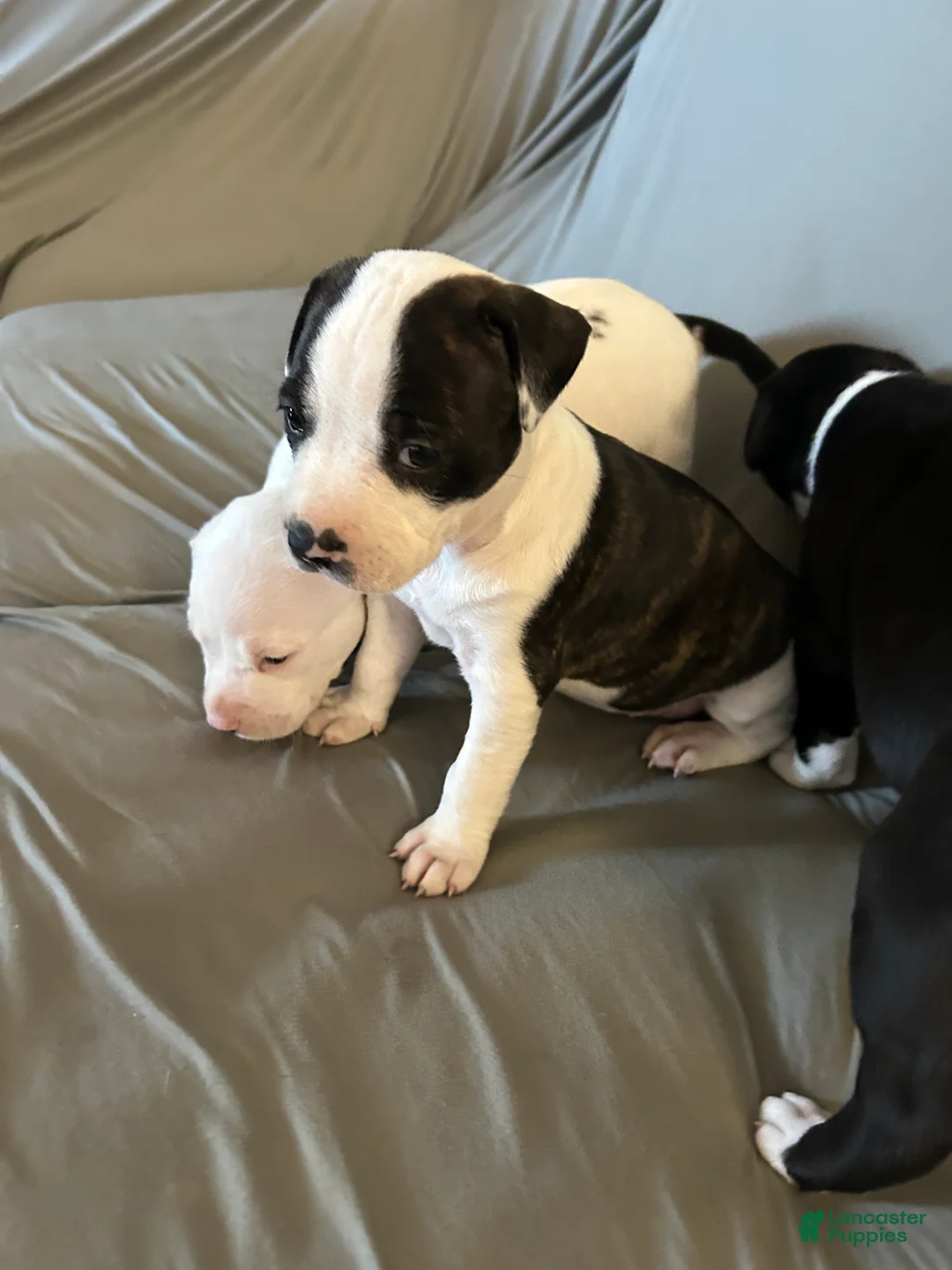 American Pit Bull Terrier dogs for sale: American Pit Bull Terrier Puppy 6 - Ad 2