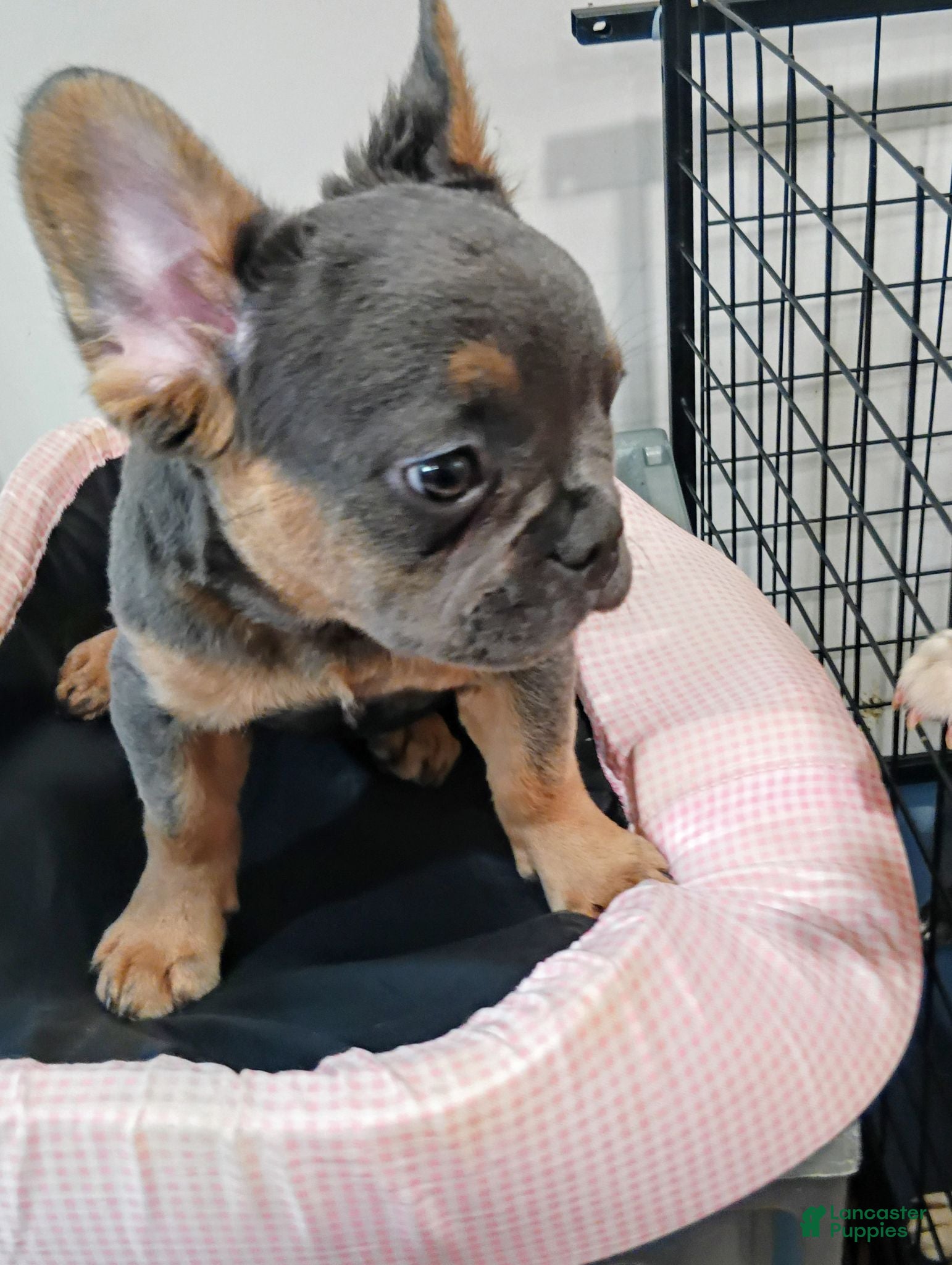 French Bulldog dogs for sale: French Bulldog 1 - Ad 2