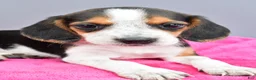 Beagle dogs for sale: Dixie - Ad 4