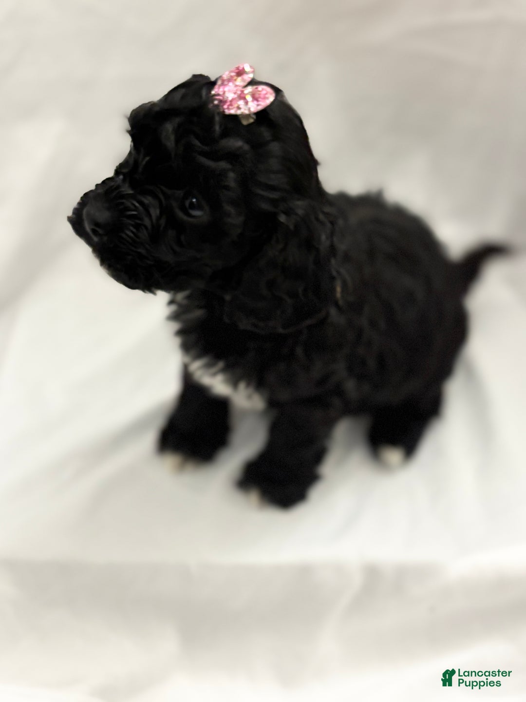 Cockapoo dogs for sale: Blu  - Ad 2