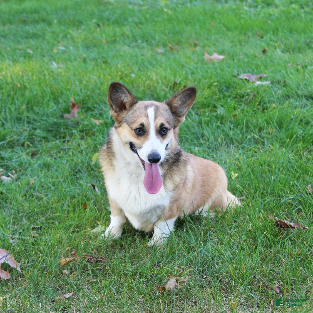 Welsh Corgi Pembroke dogs for sale: Prancer Genetically CLEAR - Ad 5