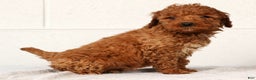 Mini Goldendoodle dogs for sale: Luke - Ad 4