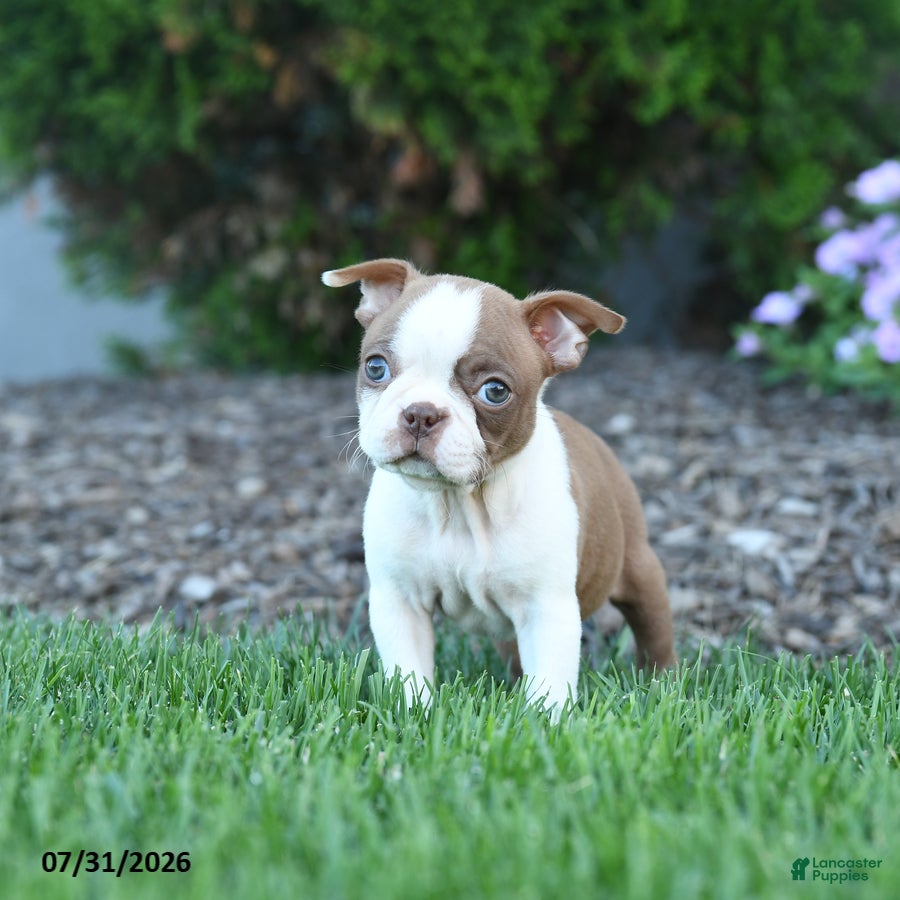 Boston Terrier dogs Edith - Ad 2