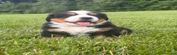 Bernese Mountain Dog dogs for sale: Kipper - Ad 5