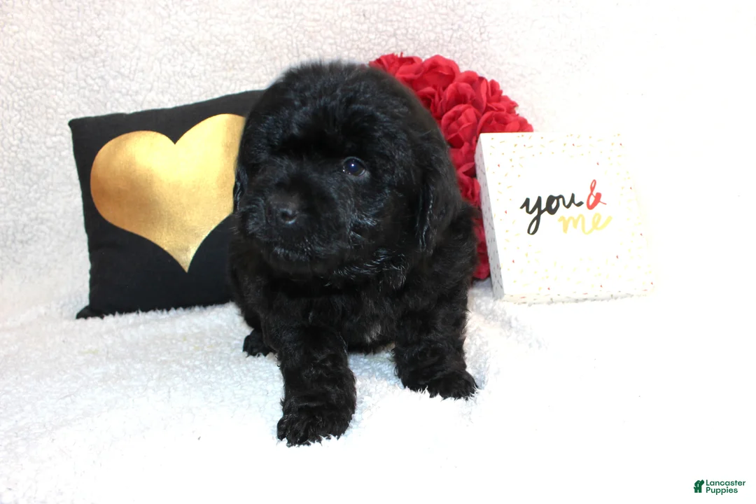 Aussiedoodle dogs for sale: Beau - Ad 1