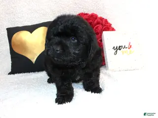 Aussiedoodle dogs Beau - Ad 28