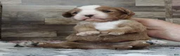 Cavapoo dogs for sale: #1 Male (Linda's) - Ad 10