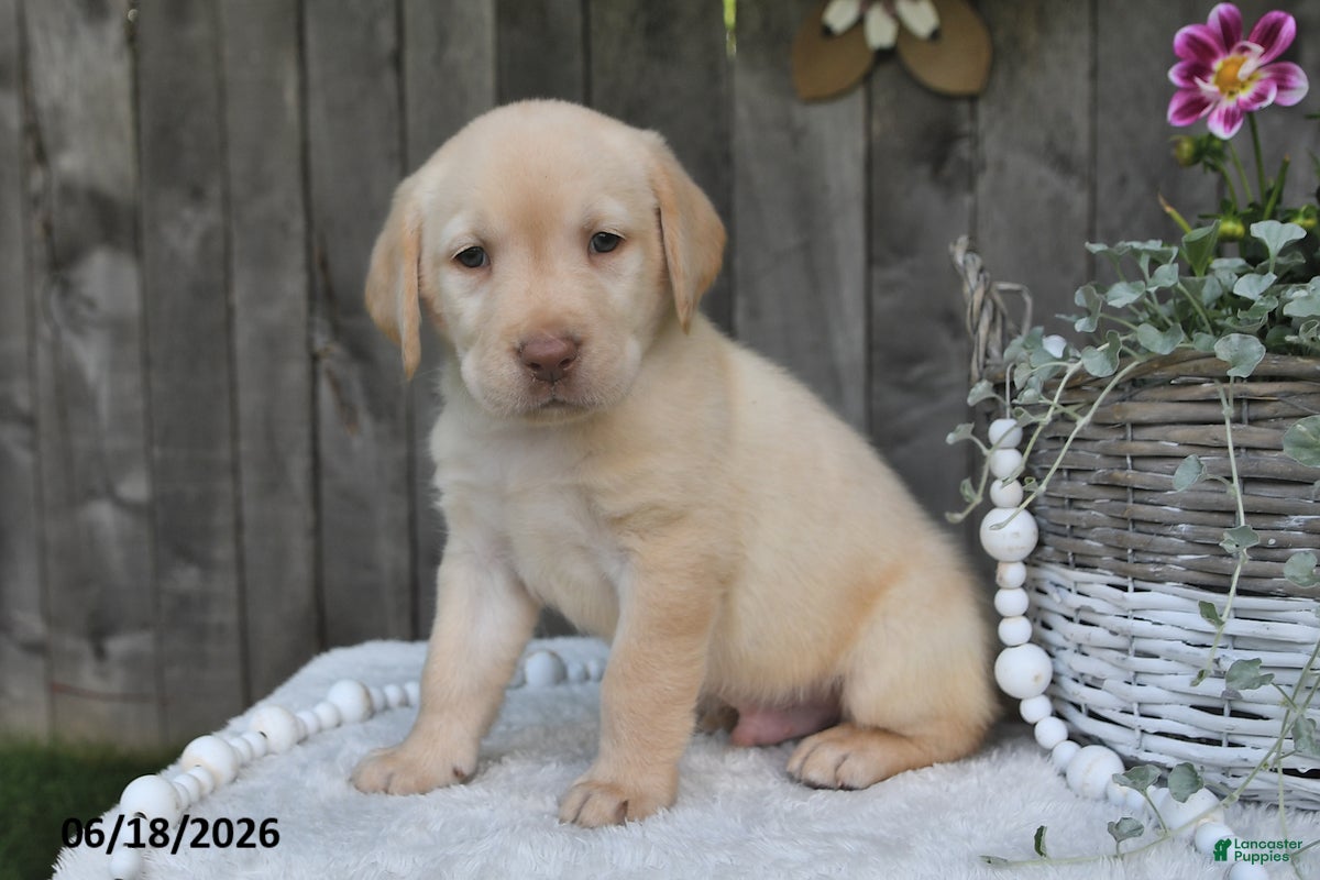 Labrador Retriever dogs Ryan - Ad 2