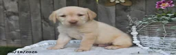 Labrador Retriever dogs for sale: Ryan - Ad 2