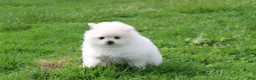 Pomeranian dogs for sale: Koda  - Ad 7