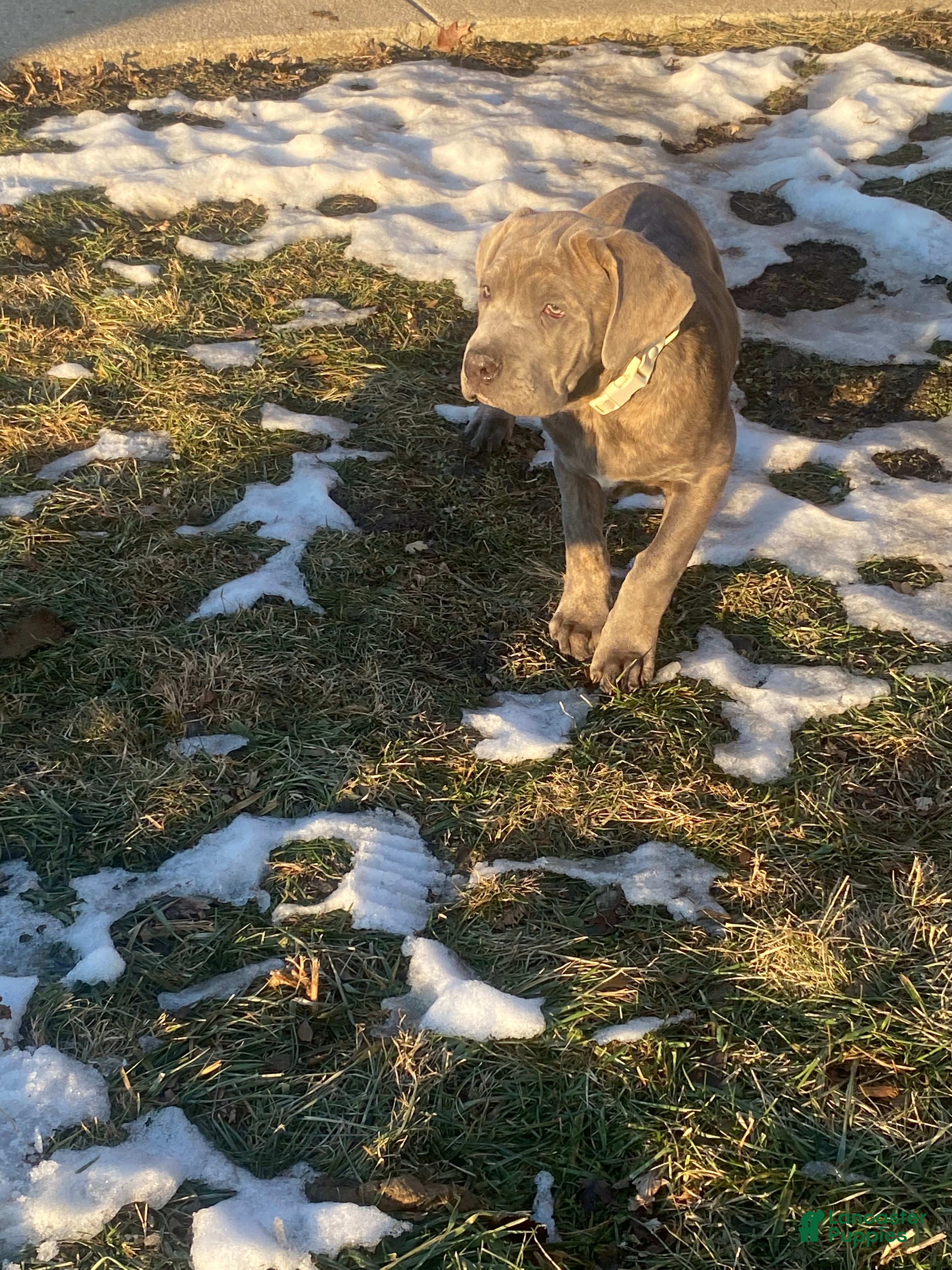 Cane Corso dogs Cane Corso Puppy 2 - Ad 21