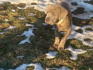 Cane Corso dogs Cane Corso Puppy 2 - Ad 3